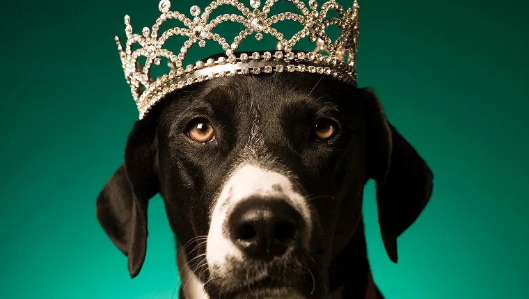 A dog wears a crown in front of a turquoise background.