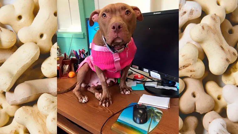 Precious, a brown Pit Bull, sits on a desk in front of a computer monitor.