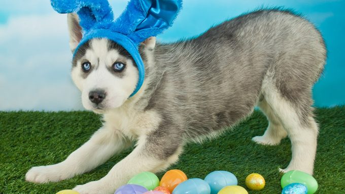 easter puppy