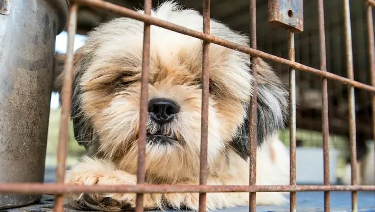 A small Shih Tzu mix lies in a cage.