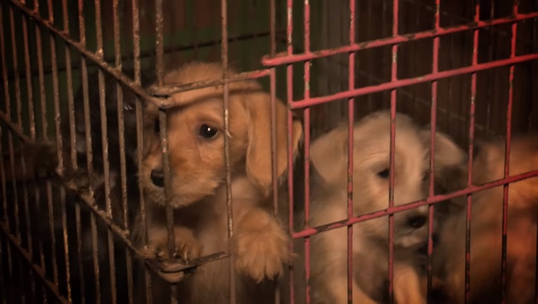 Aspca puppies best sale