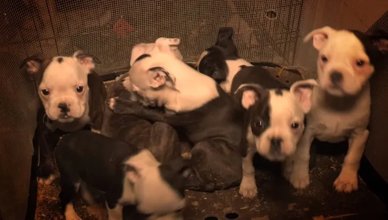 Several puppies crowd together in a small enclosure.