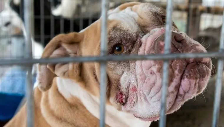 A bulldog sits in a cage at a puppy mill.