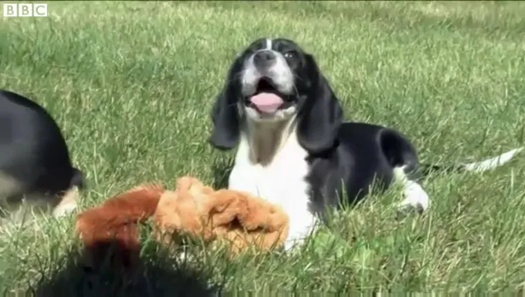 A Beagle/Spaniel mix sits in the grass with a stuffed animal toy.