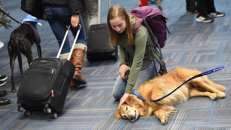 A woman kneels and pets a Golden Retriever in an airport terminal.
