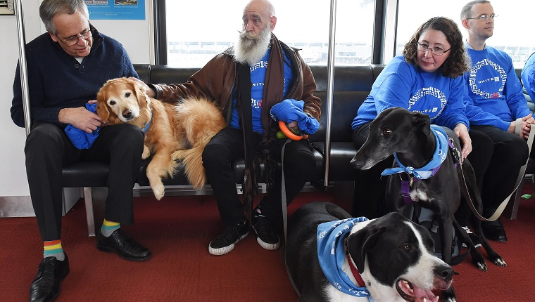United airlines sale therapy dog