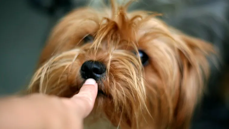 A finger presses against a Yorkie's mouth as if to shush him.