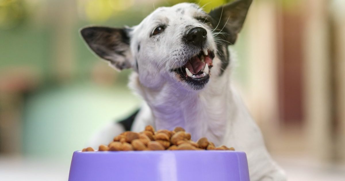 Feeding adult dogs dogtime
