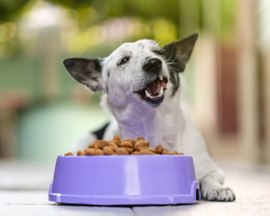 dog eating food from bowl feeding adult dogs