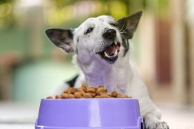 dog eating food from bowl feeding adult dogs