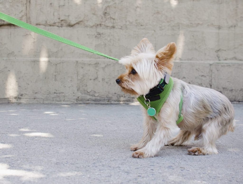 anxious dog pulling on leash desensitization training