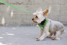 anxious dog pulling on leash desensitization training