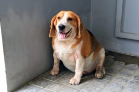 overweight beagle dog waiting for feeding