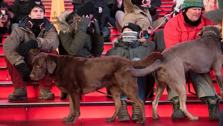 Two dogs stand in the audience seats. People are sitting in full winter gear behind them.