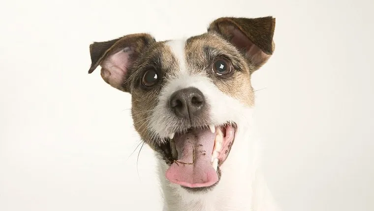 A Parson Terrier portrait in front of a white background. The terrier's mouth is open and his tongue hangs out.