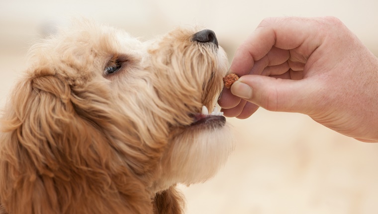 A Cocker Spaniel takes a treat from its owner's hand.