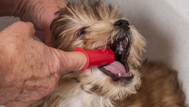 An elderly man brushes a puppy's teeth with a red finger toothbrush.