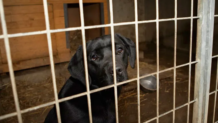 A Black Labrador sits in a kennel.