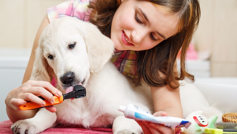 A young lady cleans her Labrador's teeth with a brush and special toothpaste.