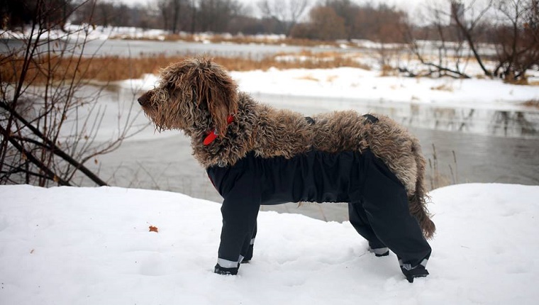 A brown dog with curly hair stands in the snow wearing nylon waders that cover all four legs.