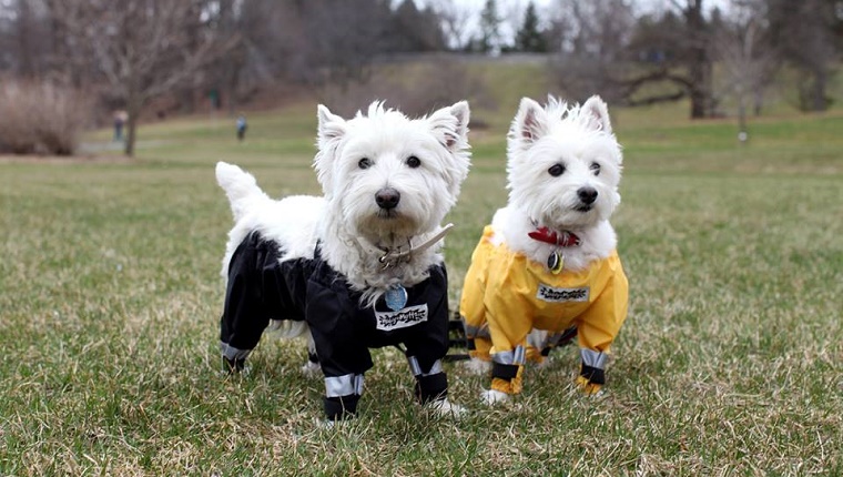 Two West Highland Terriers stand in a grassy field with waders on.