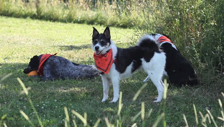 Three dogs stand in a field wearing bandanas and playing with a ball.