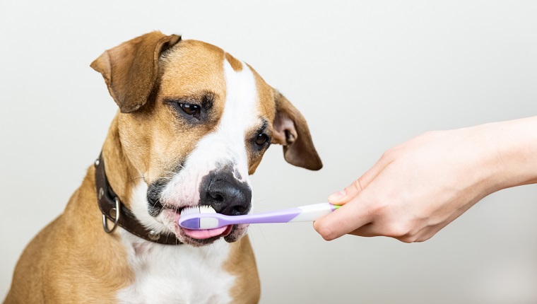 Curious staffordshire terrier puppy licks a toothbrush