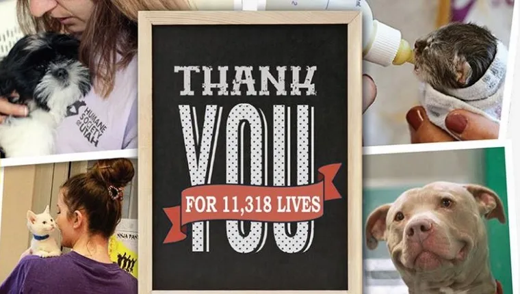 A collage of animals being cared for with the words "Thank You For 11,318 Lives" in the foreground.