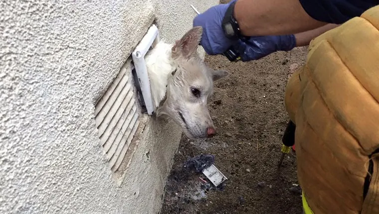 husky-head-stuck-dryer-vent