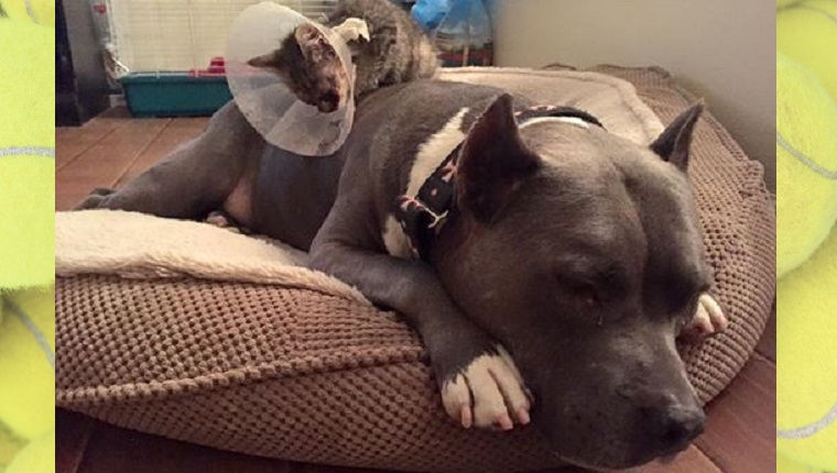 A kitten with a cone around its neck perches on top of a grey Pit Bull's back.