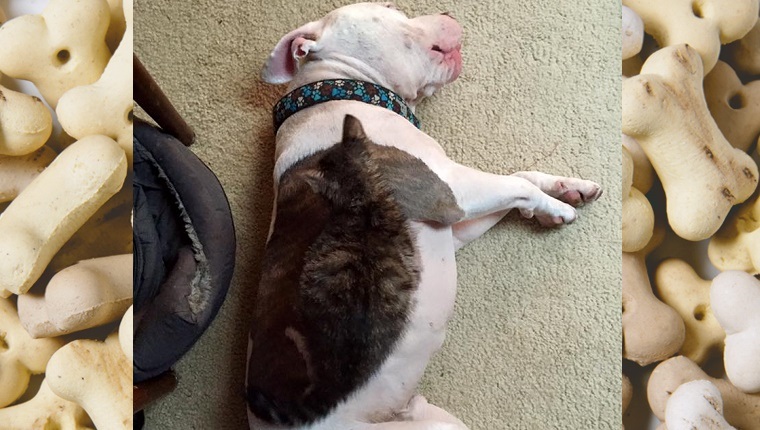 A white Pit Bull lies on the carpet with a cat lying on top of her.