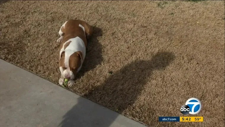 Droggie the Pit Bull lies in the grass by his owner's shadow, chewing a tennis ball.