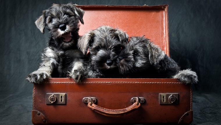Three Miniature Schnauzer Puppies in Old Suitcase