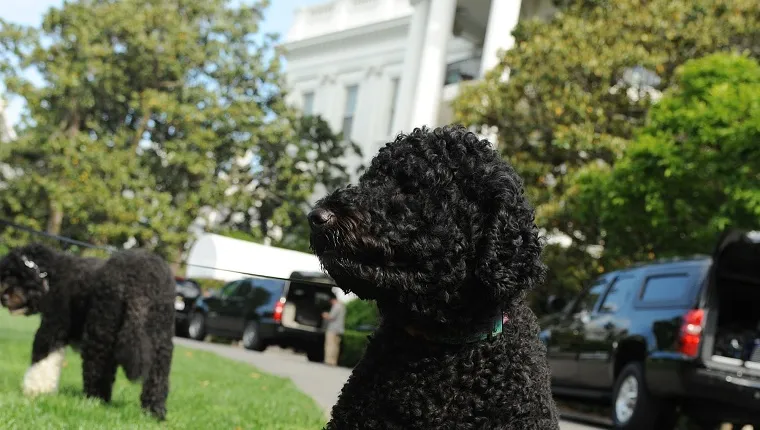 Sunny sits in front of the White House while Bo walks on the grass in the background.