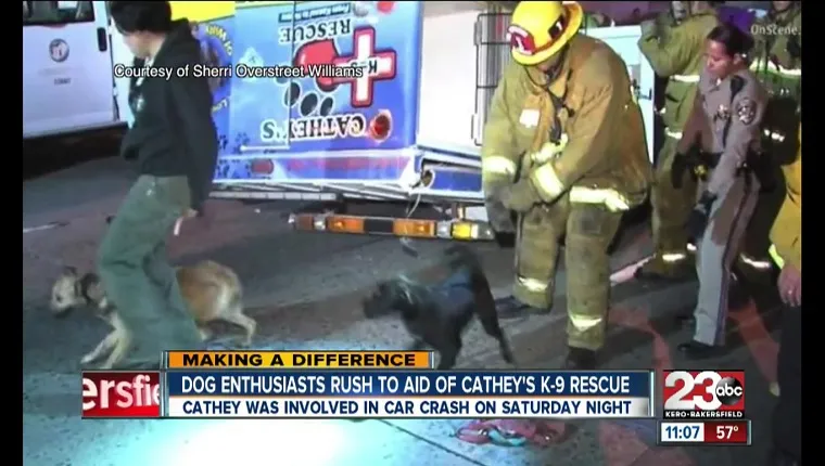 A firefighter and a civilian try to round up dogs who are running on the road.