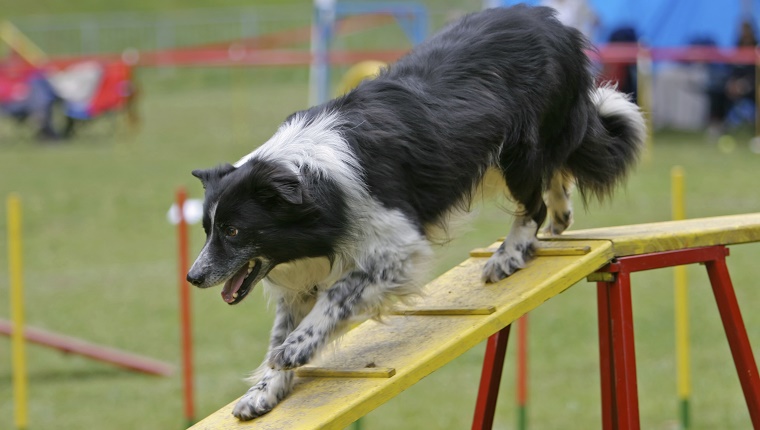 Dogtime best sale border collie