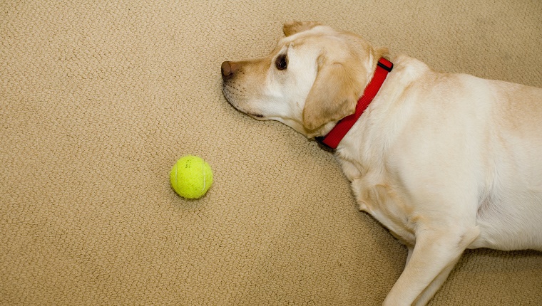 A Labrador Retriever lies on the floor next to a tennis ball.
