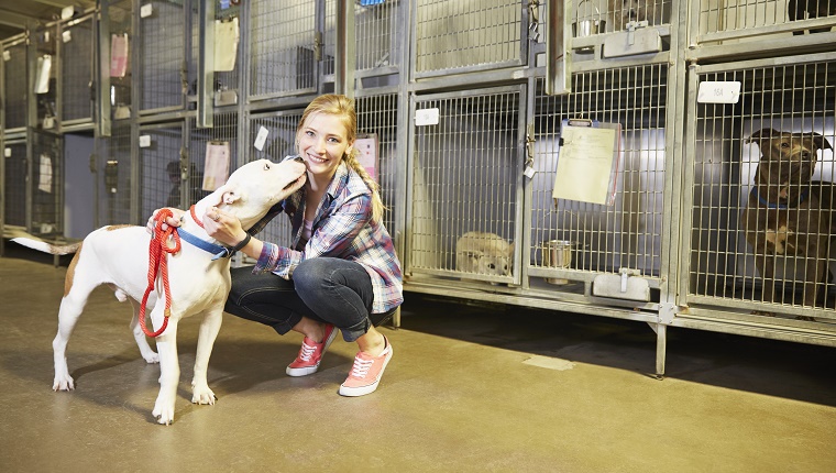 A shelter volunteer pets a Pit Bull mix while other dogs wait in kennels behind her.