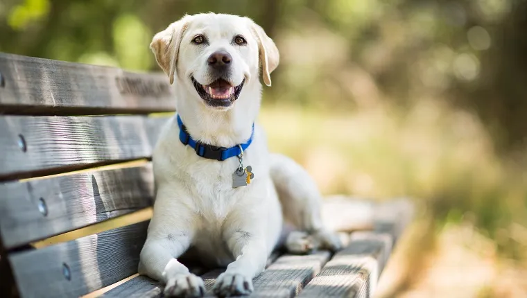 A Labrador lies on a park bench wearing a blue collar with big tags.