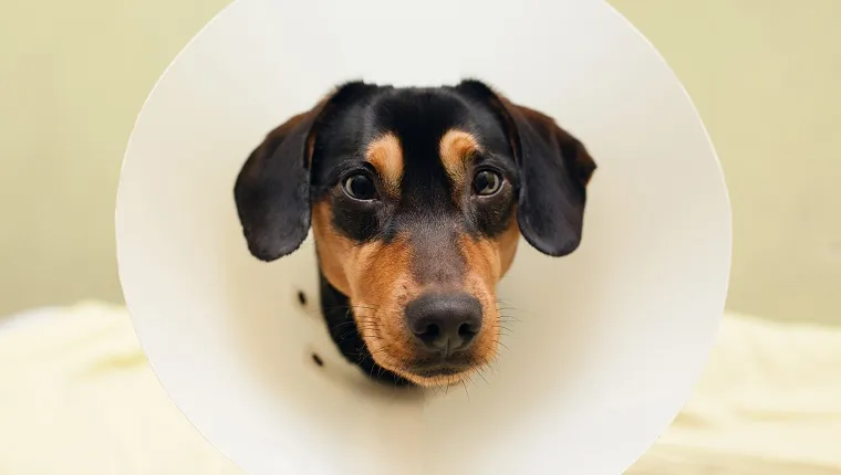A dog has a cone collar around his neck.