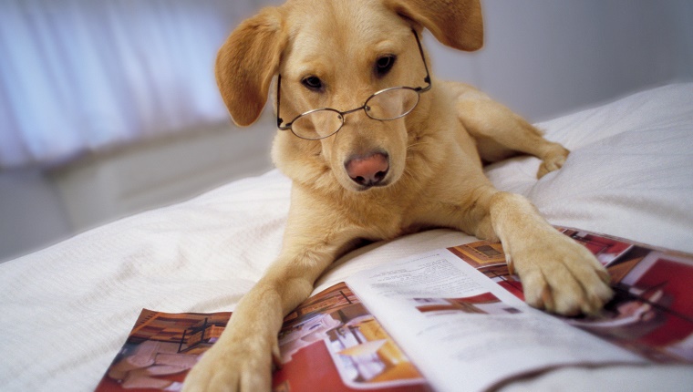 Dog wearing spectacles lying on bed with paws on magazine