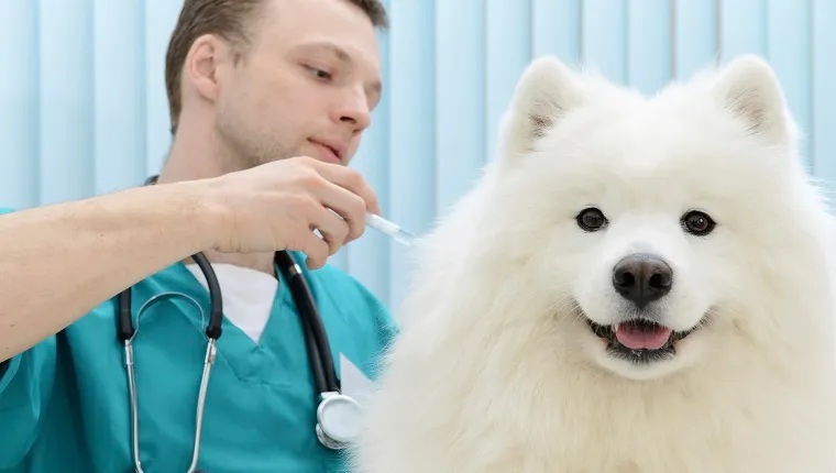 A Samoyed gets a vaccination at the vet.