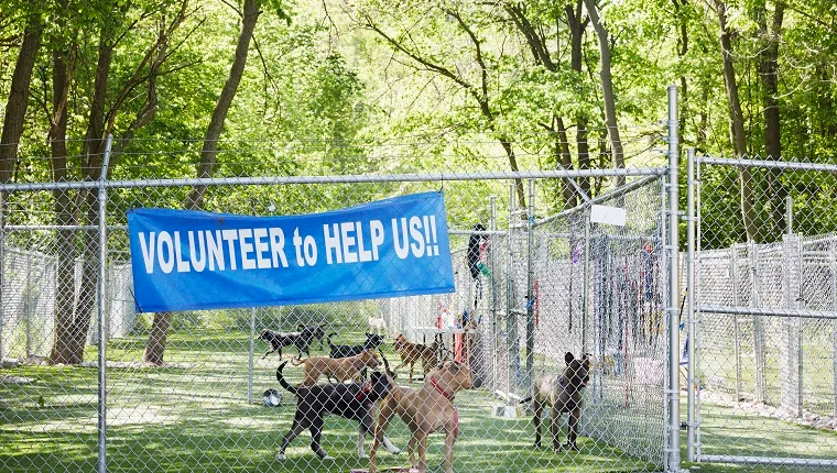 Several dogs stand in a fenced-in outdoor area with a sign that reads "Volunteer to help us."