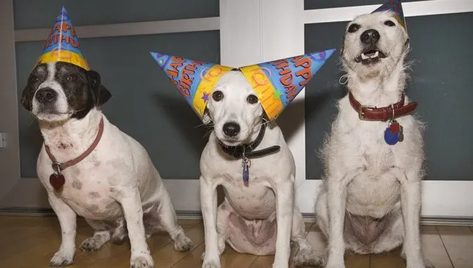 birthday dogs celebrating dogust