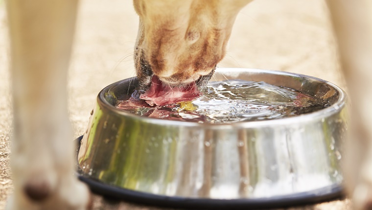 A dog drinks water from a silver bowl.
