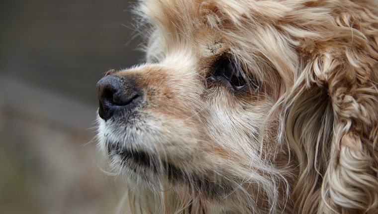 Close-up of an American Cocker Spaniel snout with mosquito sitting on it and sucking blood