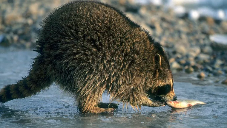A raccoon stands in shallow water and eats a fish.
