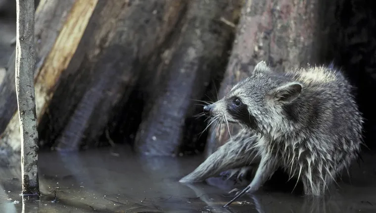 A raccoon stands in shallow water by a tree and looks frightened.