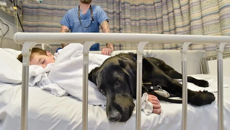 service-dog-comforts-autistic-boy-hospital