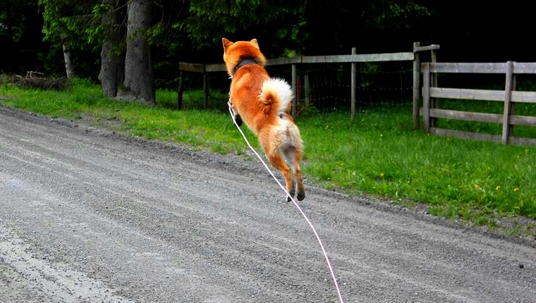 Walking The Dog Day: 10 Funny Dogs Who Can't Wait To Go For Walks ...